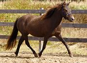 Elding von Heidmoor c